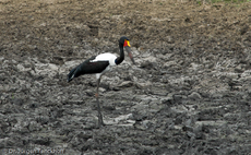 Sattelstorch (1 von 9).jpg